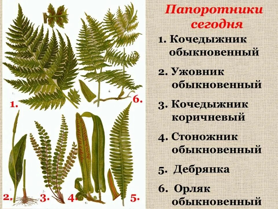 Какой тип питания характерен для орляка. Представители папоротников 5 класс биология. Строение папоротника кочедыжник. Стоножник обыкновенный папоротник. Папоротник орляк.