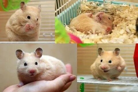 Можно ли давать хомяку банан