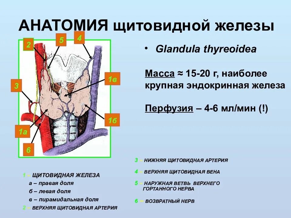 В какую систему входит щитовидная железа