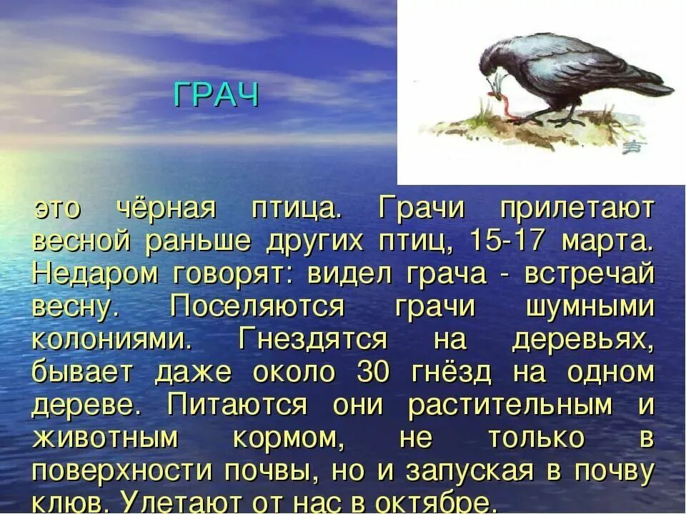 2 предложения о грачах. Доклад про птиц. Рассказ о перелетных птицах. Сообщение о перелетных птицах. Рассказ о при лётных птиц.