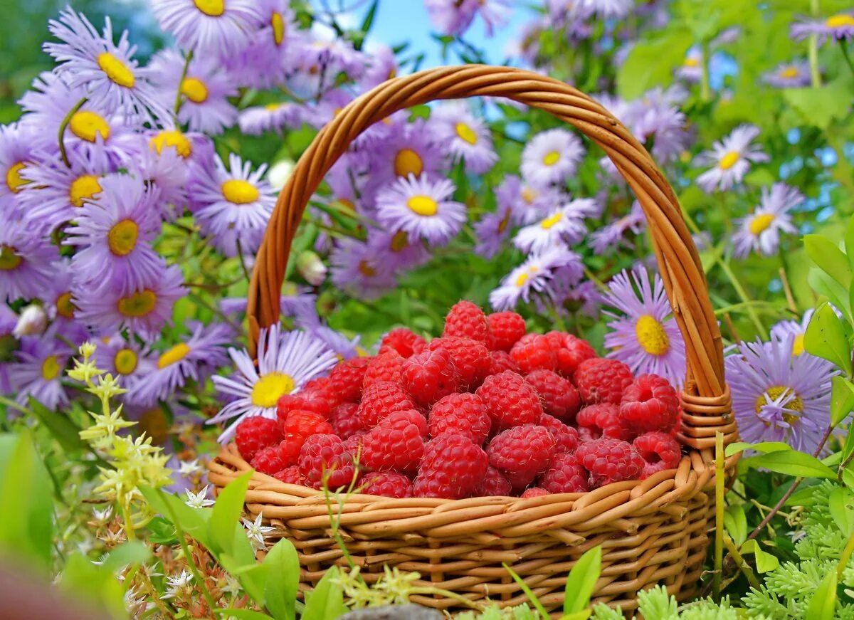 Красивое лето. Летние цветы. Красивые ягоды. Летняя природа.