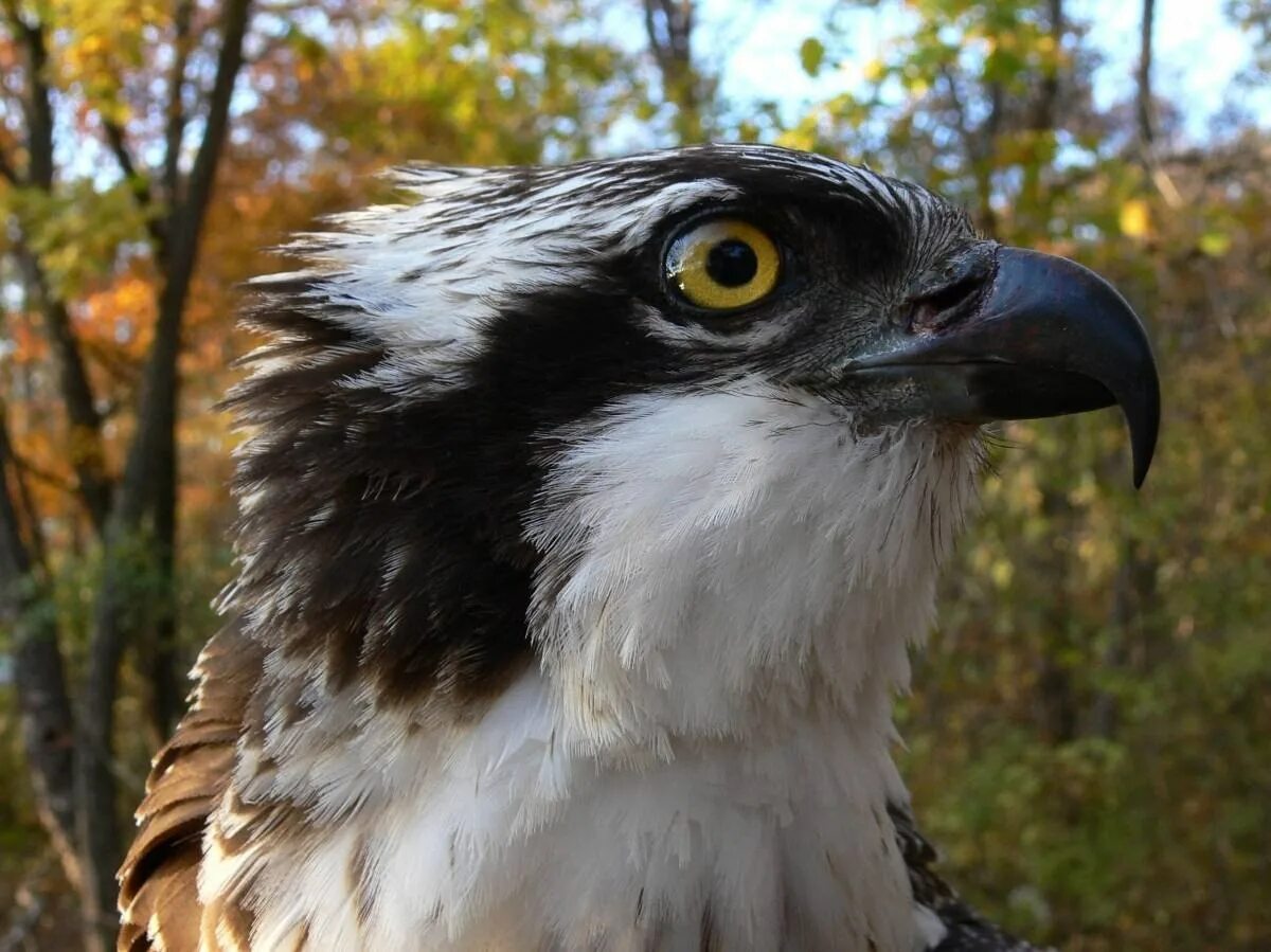 Скоп птица фото. Скопа степная. Скоп птица фото. Скопа – pandion haliaetus (linnaeus, 1758). ).