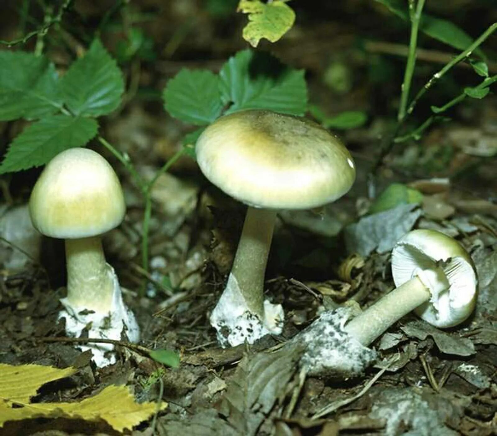 Поганка гриб можно есть. Бледная поганка. Бледная поганка гриб. Бледная поганка зеленая. Бледная погоганка гриб.