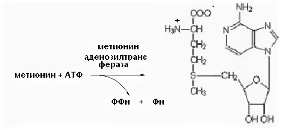 Метионин и АТФ реакция. Реакция образования активной формы метионина. Схема реакции активации метионина. Строение активной формы метионина. Структура активного метионина
