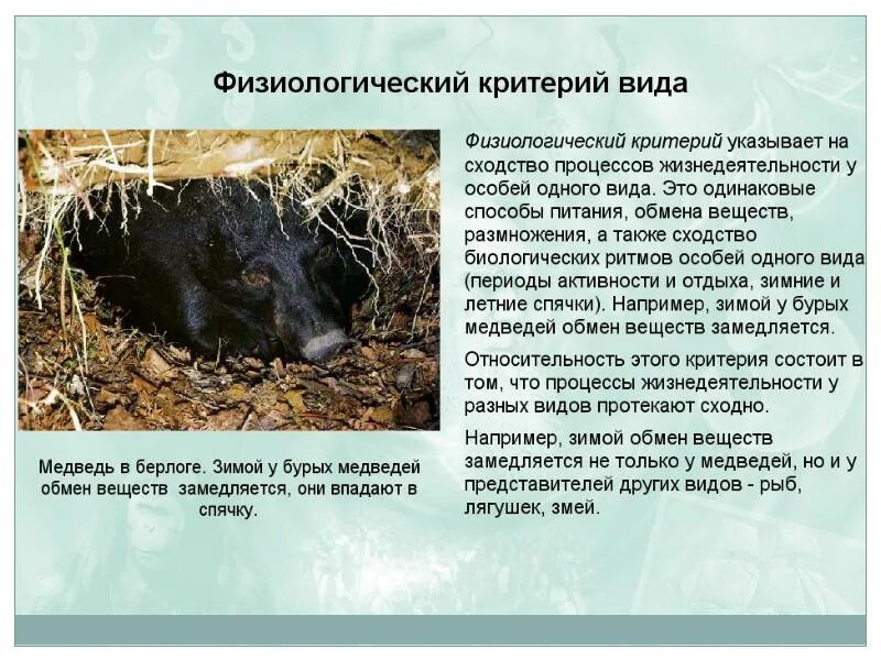 Обитание белых медведей. Физиологический критерий бурого медведя. Морфологический критерий белого медведя и бурого медведя. Физиологические адаптации белого медведя. Физиологический критерий бурого медведя.