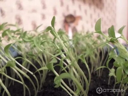 Чтобы семена петрушки быстро взошли