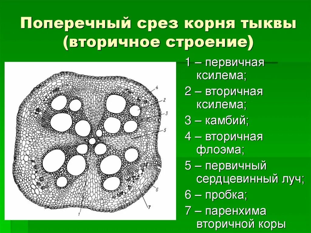 Вторичное Анатомическое строение корня тыквы. Поперечный разрез корня тыквы. Срез корня тыквы. Строение корня тыквы.