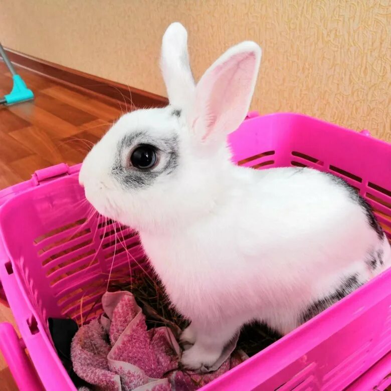 сообщение о домашних животных кролик. жилище зайца. где про кролика. история про кролика. где про кролика.