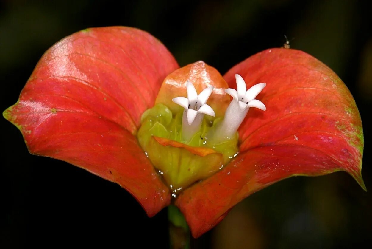 Этот цветок называется элата. Psychotria elata. психотрия возвышенная цветок. психотрия южная америка. психотрия элата цветок.