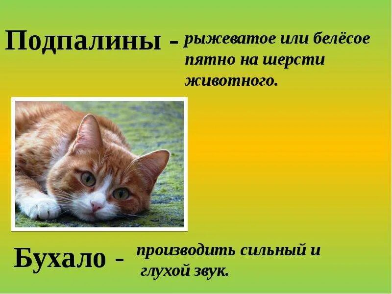 Предложение со словом зверь. Рыжеватое или белесое пятно на шерсти животного. Подпалина – рыжеватое или белесое пятно на шерсти животного.. Что такое подпалины. Слово подпалины.