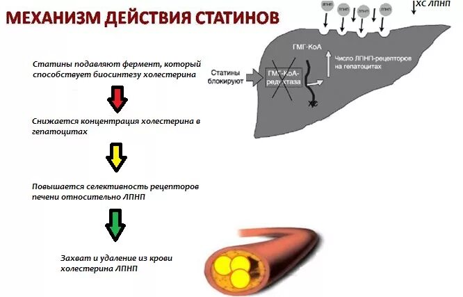 Если бросить пить статины. Механизм действия статинов схема. Основной механизм действия статинов:. Механизм действия статинов фармакология. Статины препараты механизм действия.