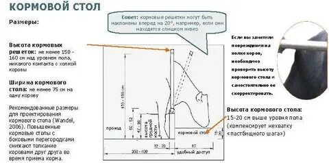 Расстояние в стойле между коровами