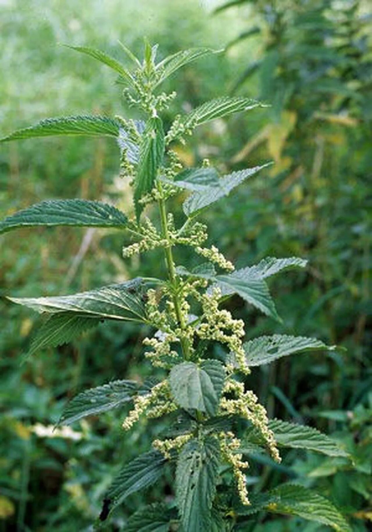 Крапива железо. Крапива двудомная. Крапива двудомная (Urtica dioica l.). Крапива мелколистная. Королевская крапива.