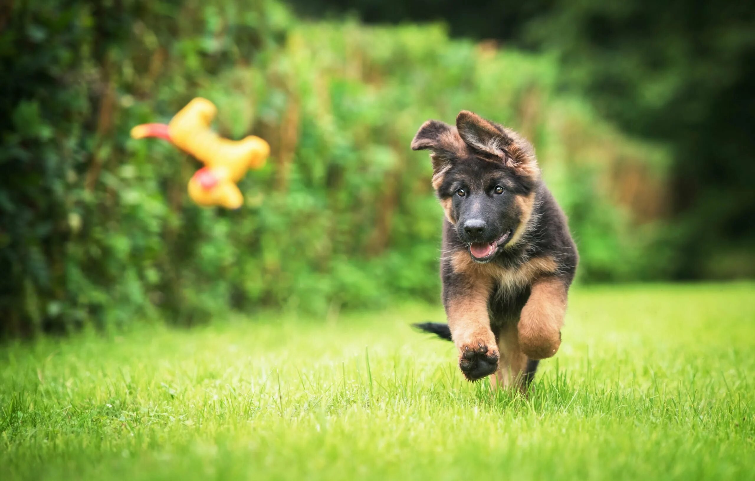 Собака немецкая овчарка. German Shepherd щенок. Немецкая овчарка самка.