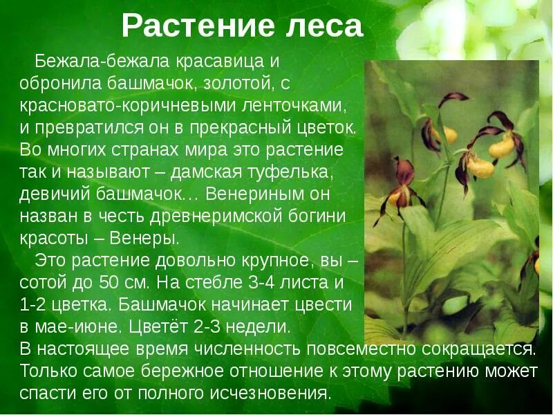 Сообщение о лесных растениях. Растения леса доклад. растения леса из красной книги. сообщение о лесном растении. лесное растительность презентация.