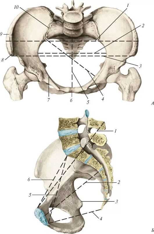 истинная конъюгата это расстояние между