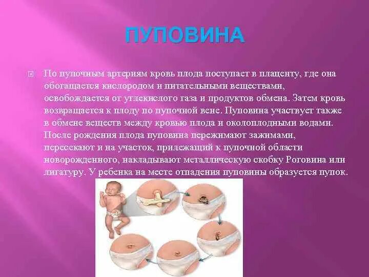 Артерия пуповины что это. Артерия пуповины что это. Артерия пуповины что это. Единственная артерия пуповины узи. Строение пупочного канатика гистология.