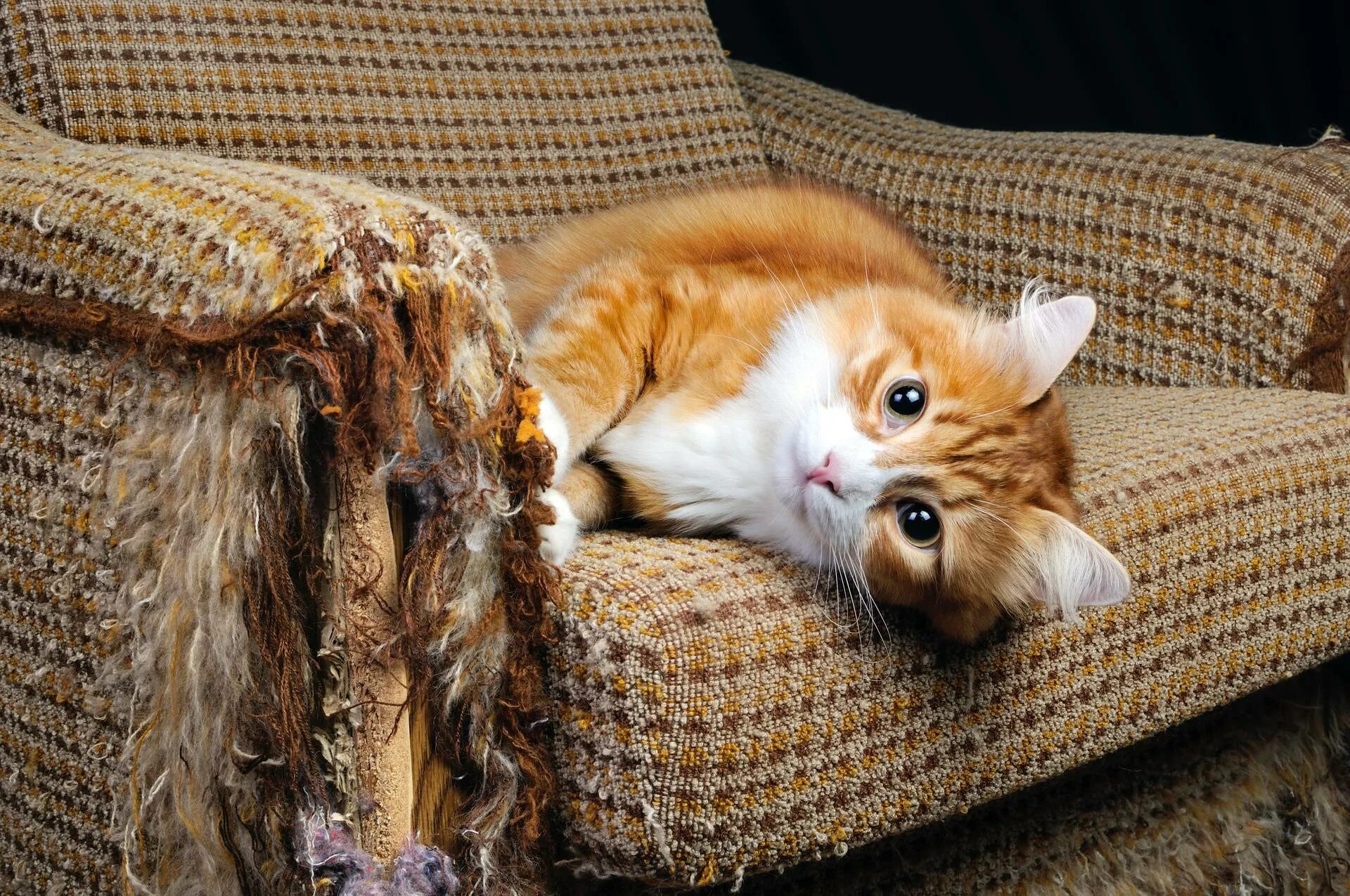 Как отучить драть мебель. Кот на диване. котенок на диване. кошка царапает мебель. кот дерет диван.