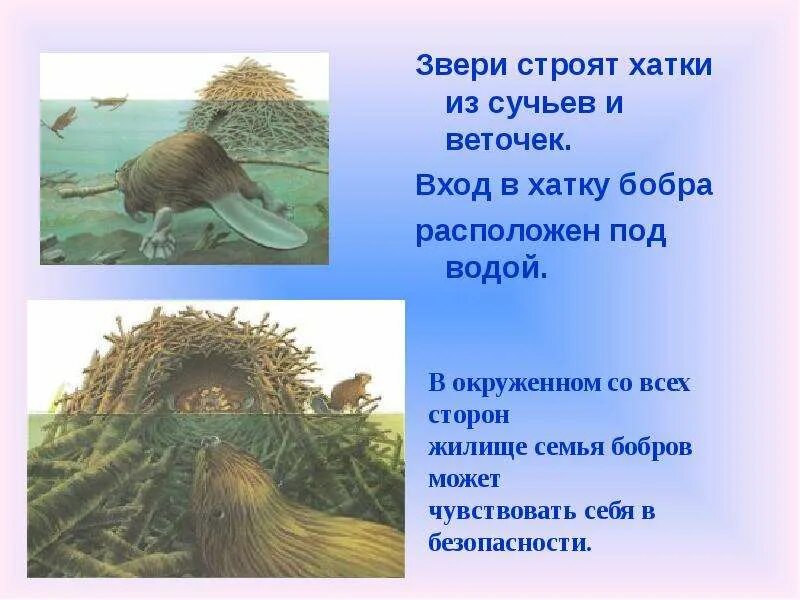 Белочка в дупле. Западносибирский речной бобр. Какие животные строят. Жилища животных презентация. Какие животные строят.