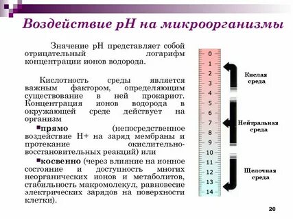 Почему температура влияет на рост бактерий