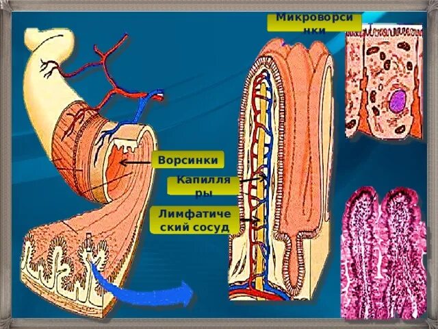 Микроворсинок тонкого кишечника. Капилляр кишечной ворсинк. Ворсинки капилляры лимфатический сосуд. Строение кишечной ворсинки. Через кишечник ворсинки в кровь всасываются