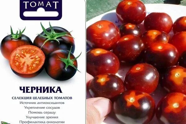 Томат черри черника. Томат индиго черника мязина. Черничный блюз томат. Сорт томатов черника. Помидоры черничка описание сорта.
