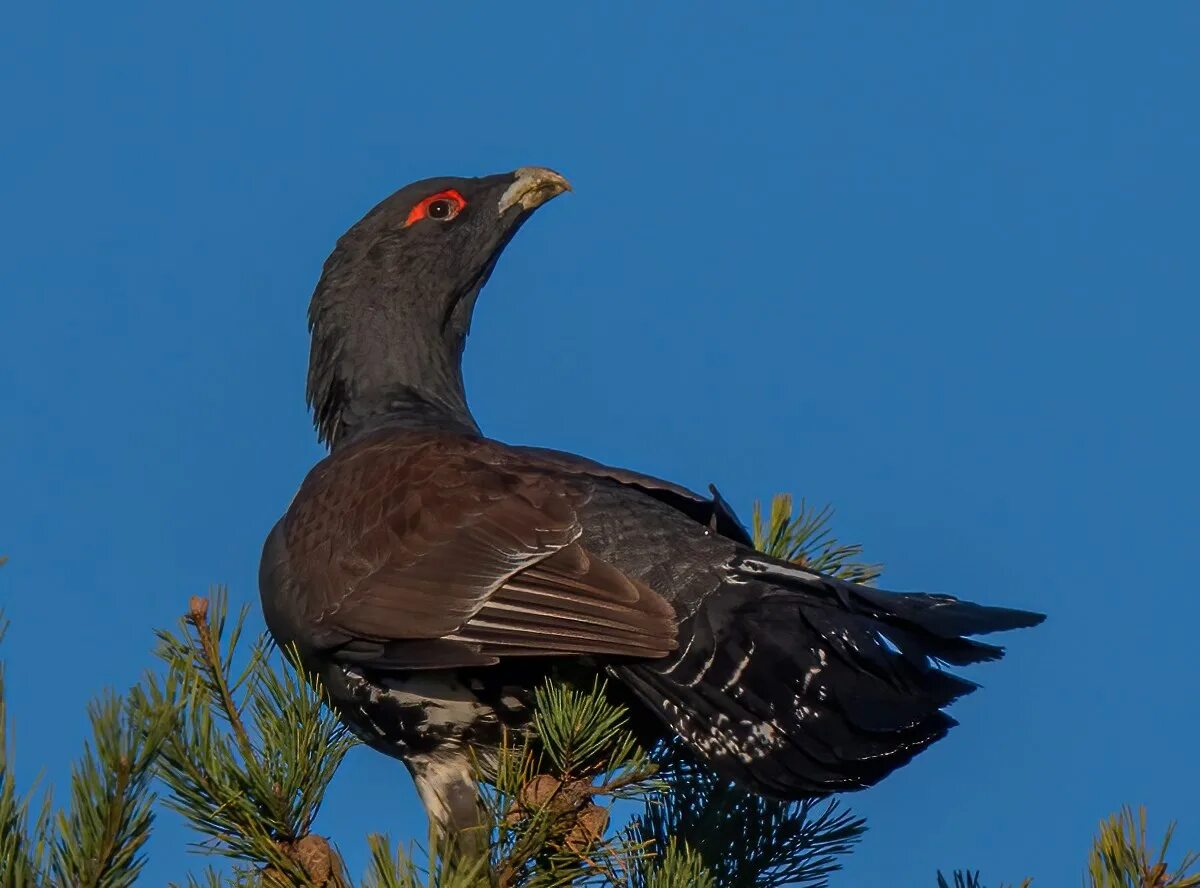 Глухарь (Tetrao urogallus). Обыкновенный Глухарь (Tetrao urogallus). Глухарь (Tetrao urogallus) птенец. Глухарка Капалуха. Глухарь где обитает природная