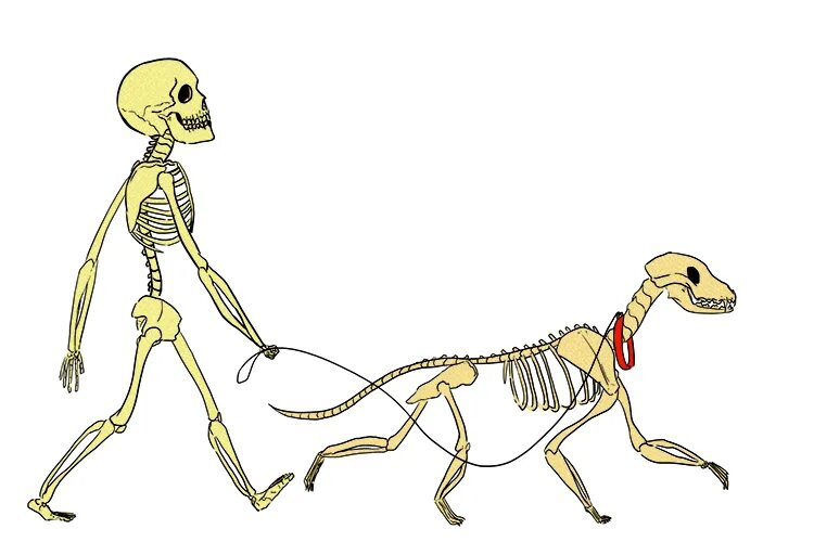 Скелет примата. Скелет человека и обезьяны. Скелет обезьянки. Скелет шимпанзе.