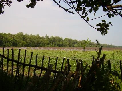 Синоптик куркино