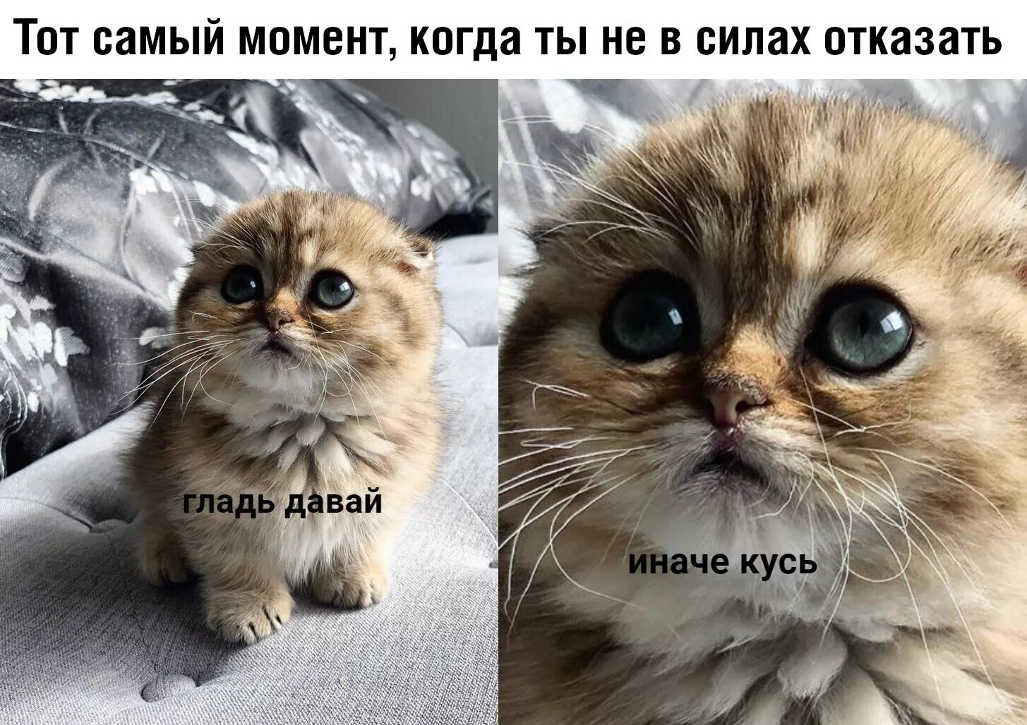 Данный кот. Кусь. иначе кусь. кусь мем с котом. мемы про кусь.