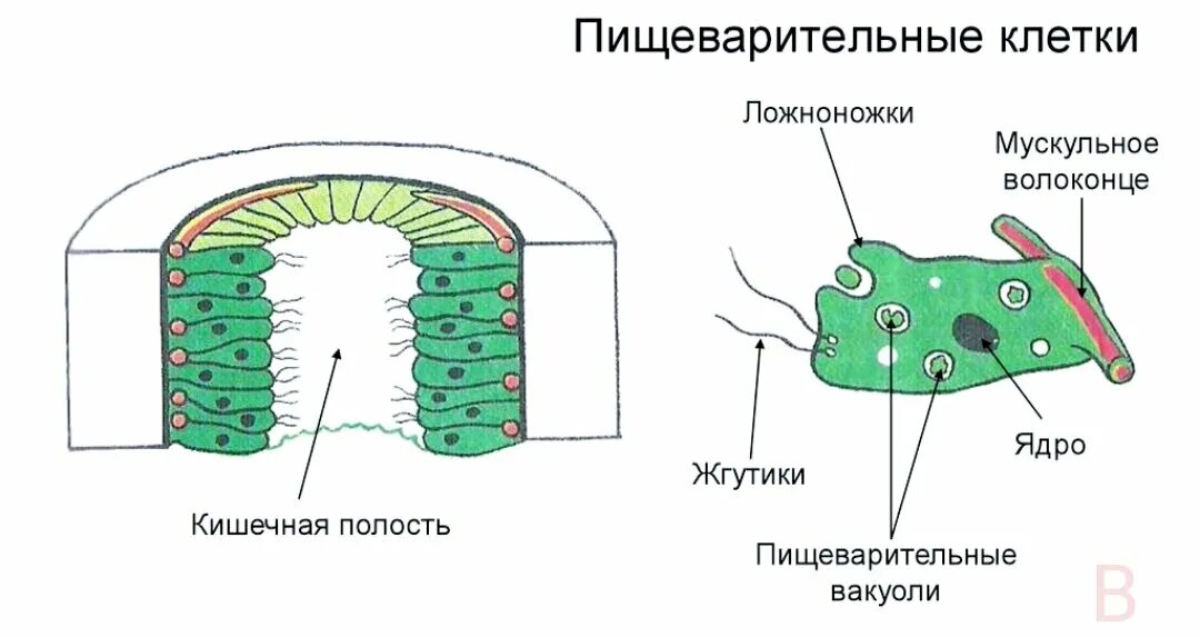 2 слоя клеток кишечнополостных. 2 слоя клеток кишечнополостных