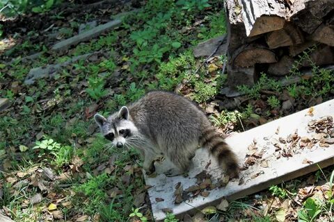 Где живет дикий енот