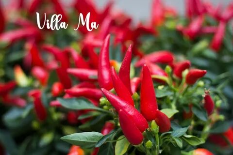 Мини перец острый