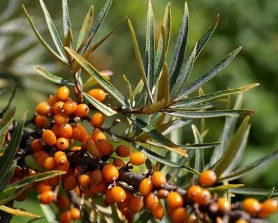 Hippophae rhamnoides