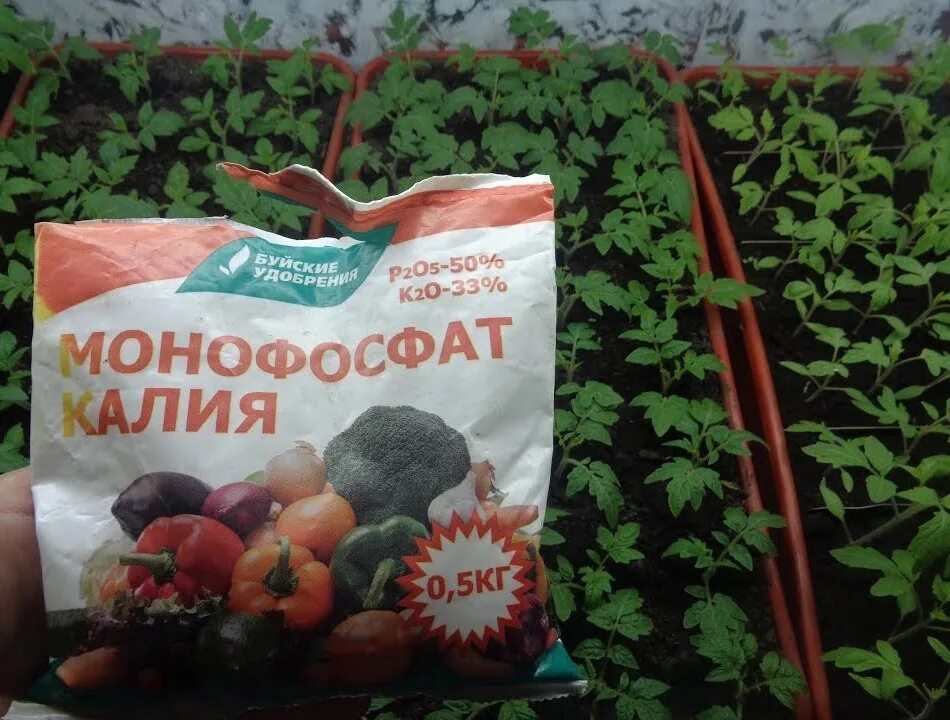 Сколько грамм в чайной ложке монофосфат калия. Монофосфат калия садовита 20г. подкормка рассады помидор монофосфат калия. подкормка рассады томатов монофосфатом калия. фосфорное удобрение монофосфат калия для помидор.