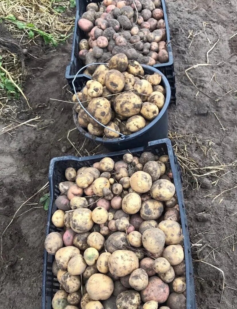 Копка картофеля. Картошка на грядке. Картошка на даче. Сажать картошку. Картофель на грядке.