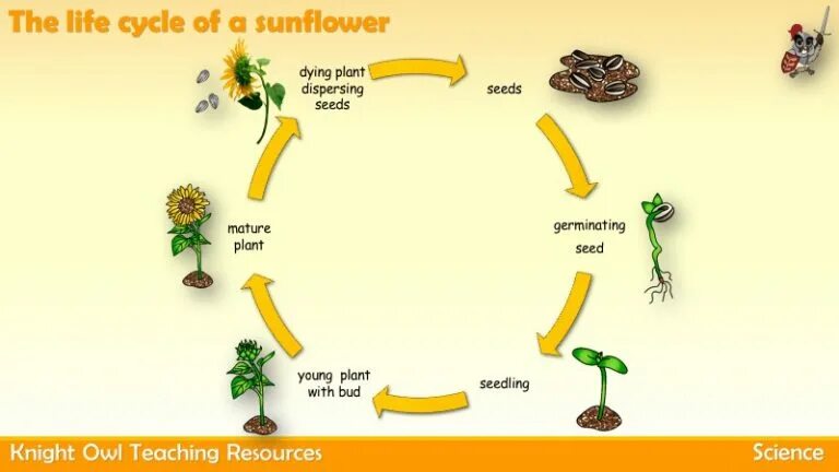 Plant cycle. Sunflower Life Cycle. Plant Life Cycle. Life Cycles. Tree Life Cycle.