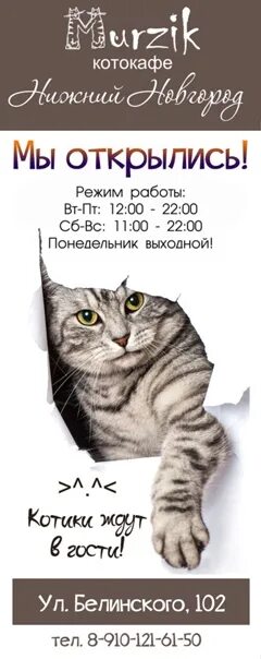 Просто кошки нижний новгород. Просто кошки нижний новгород. Просто кошки нижний новгород. Просто кошки нижний новгород. Просто кошки нижний новгород.