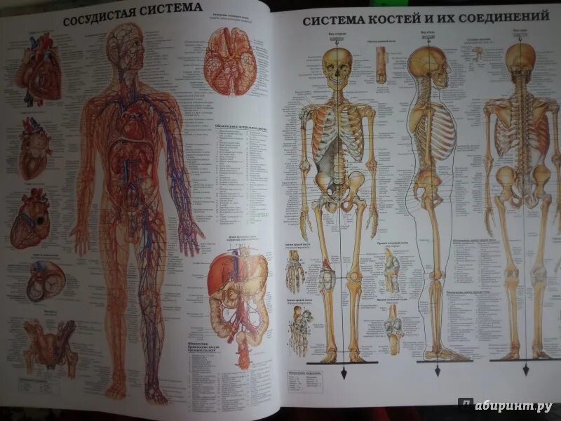 Атлас студентам анатомии. Атлас анатомии человека костно мышечная система. Анатомия человека v иллюстрированный атлас. Анатомический атлас челове.