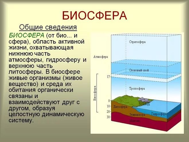 Каково значение биосферы