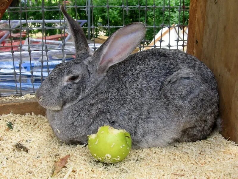Можно кролику яблоко. Кролик с яблоками. Кролик с яблоком фото. Яблочки в виде кроликов. Серый кролик дома.