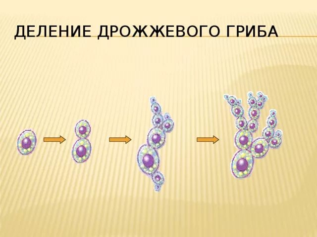 Какое основание позволило разделить грибы 7 класс