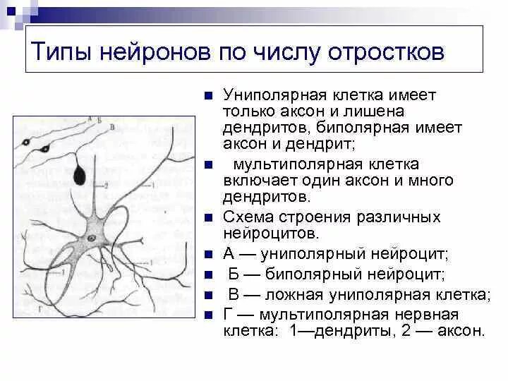 Признаки и типы нейрона. Типы нейронов по числу отростков. типы нервных клеток по количеству отростков. виды нейронов по количеству отростков. ложно униполярный нейрон.