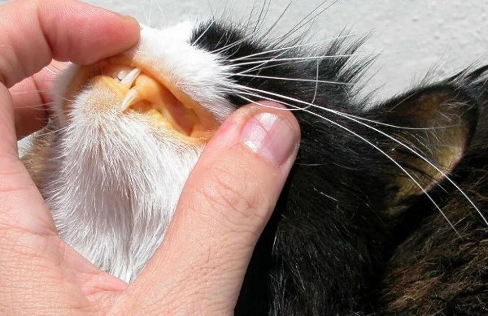 Почему у кота лечение