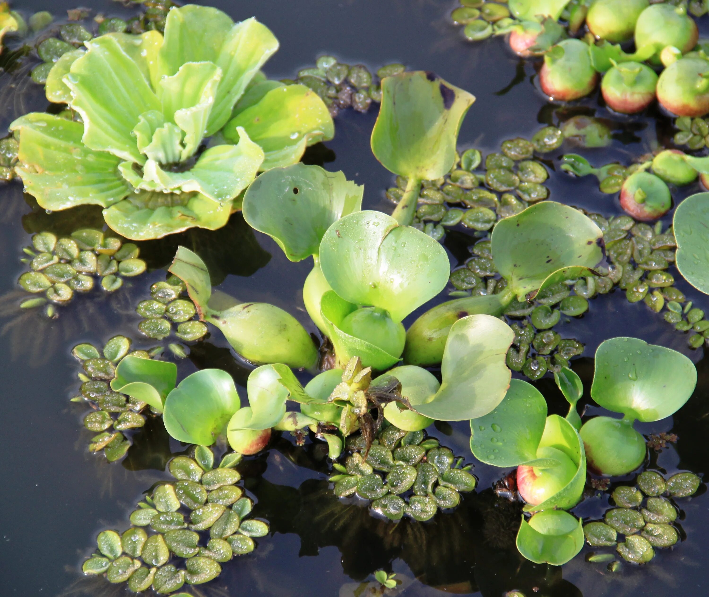 Водные растения запасают воду. Пистия растение. Водяная капуста пистия. 2) Гидрофиты. Сальвиния Рейнбоу.