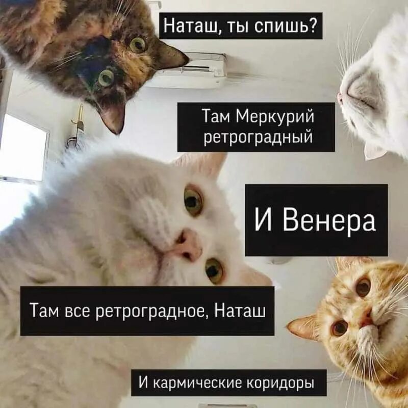 Наташ ты спишь коты. Ретроградный Меркурий мемы. Шутки про ретроградный Меркурий. Ретроградный Меркурий прикол.