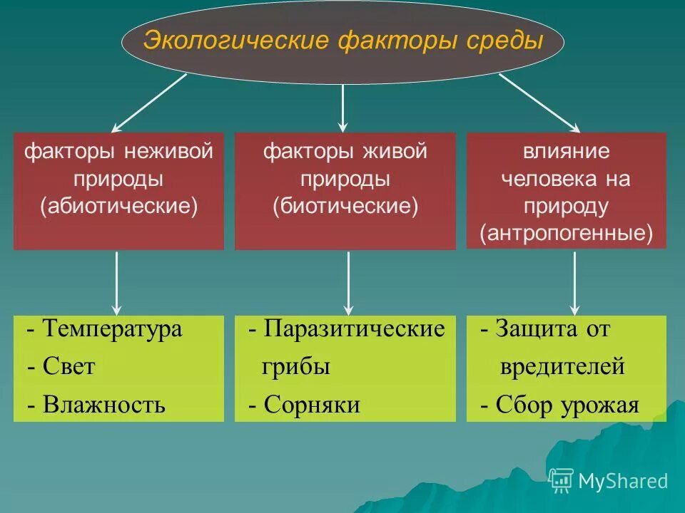 Назовите факторы которые определяли