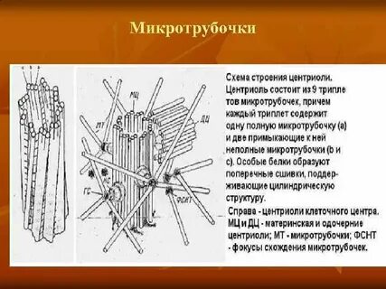 Микротрубочки