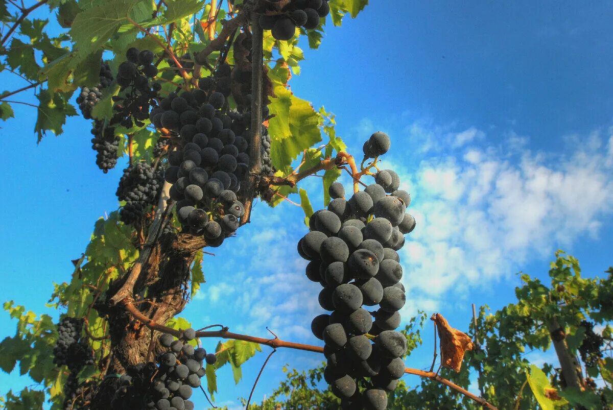 Сорт виноградного вина. Санджовезе сорт винограда. Sangiovese сорт винограда. Сорта винограда Санджовезе сорта. Сорт винограда Санджовезе вкус.