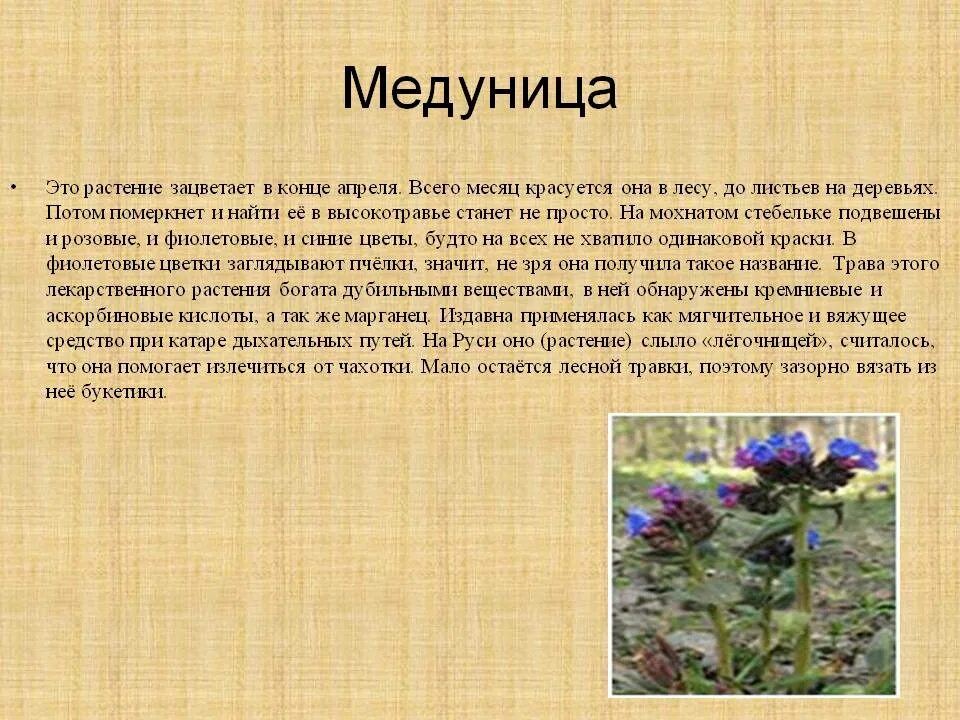 Медуница лекарственная для чего. Медуница описание растения. медуница лекарственное растение. медуница трава лечебные. медуница сорняк.